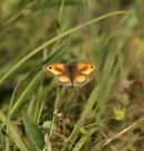 Butterflies - Moths - Dragonflies